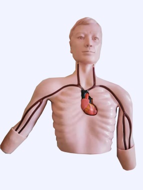 PICC Intervention Training Model product image 1