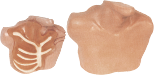 Central Venous Puncture and Catheterization Model product image 1