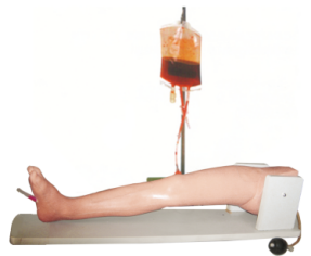 Bone Puncture and Femoral Vein Model product image 1