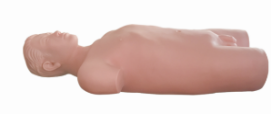Training Model ( Half-Body ) product image 1