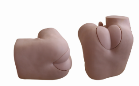 Prostate Model product image 1