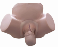 Advanced Midwifery Training Model product image 1
