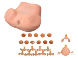 Advanced Obstetrics and Gynecology Model product image 1