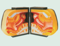 Advanced Female Model product image 1