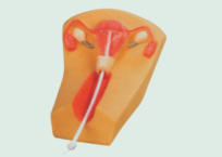 Female Intrauterine Contraception Training Model product image 1