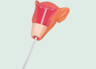 Advanced Intrauterine Contraception Training Model product image 1