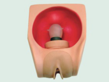 Advanced Female Model product image 1