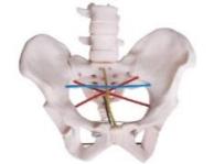 Pelvis Demonstration Model product image 1