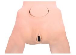 Pelvis Model product image 1