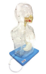 Pediatric Multifunctional Nose Gastric Lavage Model product image 1