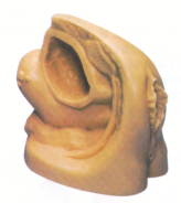 Female Catheterization Module product image 1