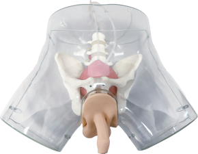 Male Catheterization Model product image 1