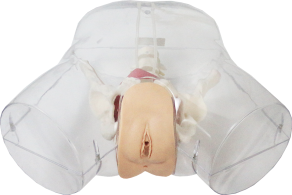 Female Catheterization Model product image 1