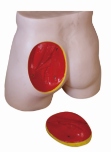 Advanced Hip Intramuscular Injection Model product image 1