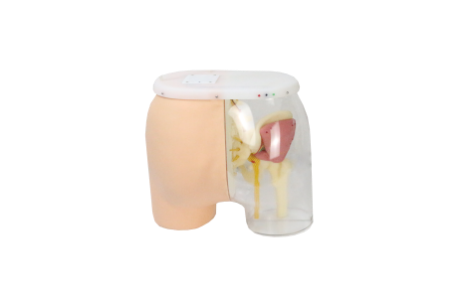 Advanced Hip Intramuscular Injection Model product image 1