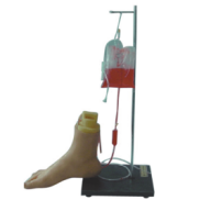 Vein Injection Model product image 1