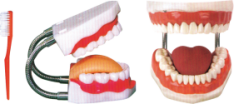 Nursing Model product image 1