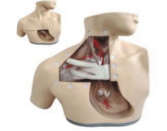 Advanced Nursing Model product image 1