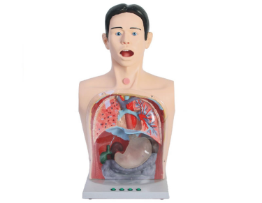 Gastric Lavage Model product image 1