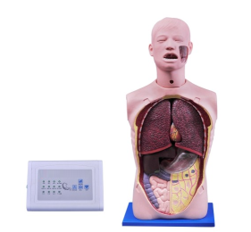 Multifunctional Gastric Lavage Training Model product image 1
