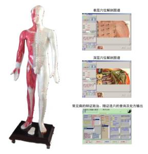 Multimedia Acupuncture Acupoint Model product image 1