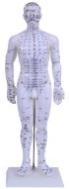 Acupuncture Model 50CM product image 1