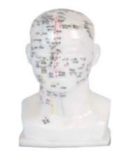 Head Acupuncture Model 20CM product image 1