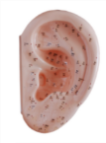 Ear Acupuncture Model 22CM product image 1