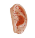 Ear Acupuncture Model 13CM product image 1