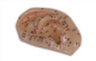 Ear Acupuncture Model 1:1 product image 1