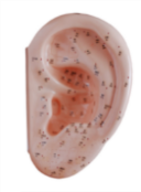 Ear Acupuncture Model 40CM product image 1