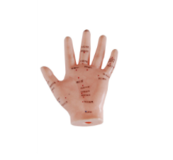 Hand Acupuncture Model 13CM product image 1