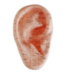 Massage Ear Model 17CM product image 1
