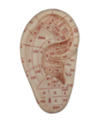 Massage Ear Model 12CM product image 1