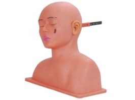 Advanced Ear Model product image 1