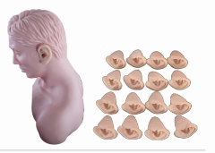 Advanced Ear Model product image 1